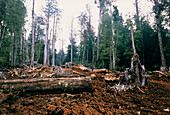 Deforestation in Tasmania