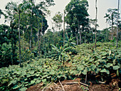 Naranjilla crop growing in a rainforest clearing