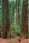 Old growth pine forest,tree trunks