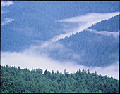 View of clouds over temperate rainforest