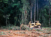 Tractor clears rainforest to build an oil well