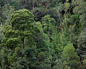 Canopy of a temperate rainforest,Tasmania