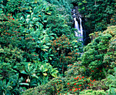 Tropical forest surrounding waterfall
