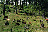Cattle grazing on deforested land in Costa Rica