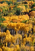 Aspens and birches in autumn,British Columbia