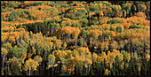 Aspens in autumn,British Columbia,with conifers