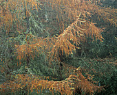 Autumn larch trees