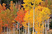 Autumn Aspen trees