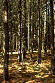 Forest of Austrian pine trees