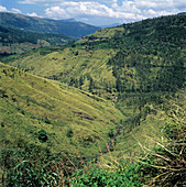 Deforested valley