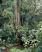 Ranomafana reserve