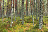 Forest of Scots pine and birch trees