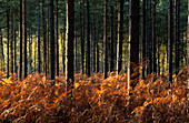 Pine trees (Pinus sp.)