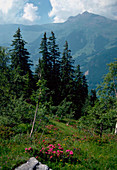 Coniferous forest on mountain slopes