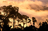 Rainforest at dawn