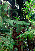 Hawaiian rainforest