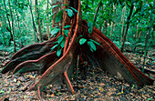 Buttress roots of a rainforest tree