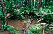 Coastal rainforest,Australia