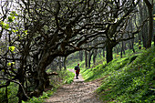 Woodland path