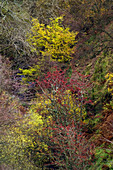 Autumn foliage in woodland