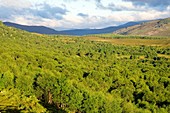 Ancient birch woodland,Scotland