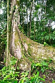 Buttress roots and epiphytes on a tree