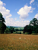 Flowering meadow,Somerset,England