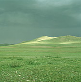 Grassland