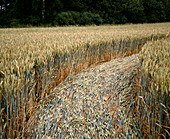 Detail of crop formation,Lockeridge,Wiltshire