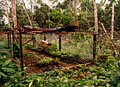 Experimental tree nursery in Ecuador