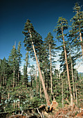 Forestry; old growth fir tree being felled