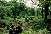 View of coppiced woodland in Norfolk,England