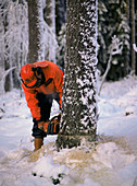 Man cutting down a pine tree
