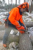 Forest worker sawing timber