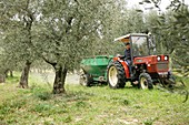 Farmer spreading manure in an olive grove