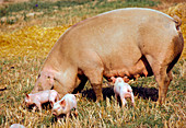 Free range pigs: grazing sow with piglets