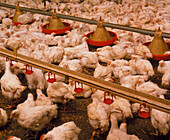 Chickens being farmed in a barn