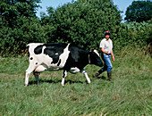 Farmer with a Friesian cow