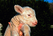 Three day old lamb (Ovis aries) held in a hand