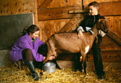 Goat being milked