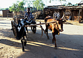Cattle cart