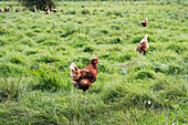 Free-range chickens
