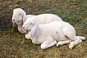 White mountain lambs