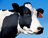 Cow (Bos taurus)