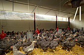 Confined chickens