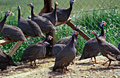 Guineafowl