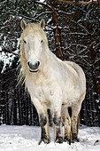 Highland pony