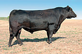 Aberdeen Angus bull