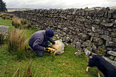 Ewe sheep giving birth