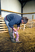 Farmer skinning a dead lamb